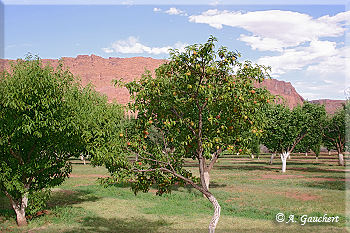 Obstplantage